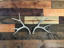Amazeen Outdoors Shed Antler Mount Hanger Whitetail Mule Deer Sheds Bone Skull