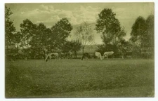 Cows Grazing In Field Old Postcard