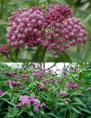 Asclepias Incarnata 'Carmine Rose' - 50 Seeds - Swamp Rose Milkweed | eBay