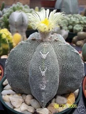Astrophytum  Myriostigma ONZUKA exotic japan cultivar cacti rare cactus 50 SEEDS