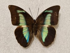 Prepona for collectors | Prepona werneri, brooksiana females