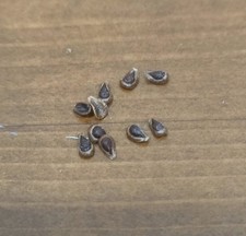 Pseudolithos migiurtinus 100 fresh seeds