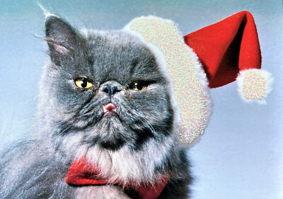 *ONE* Gray Persian Cat Christmas Card Photographic 7x5 Santa Hat Red Bow Funny 1
