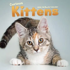 Carousel Calendars,  Curious Kittens 2026 Wall Calendar, 12.01'' X 12.01'', 16-M