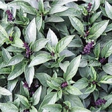 Basil Thai Great Garden Herb By Seed Kingdom 1/4 Lb Seeds