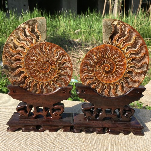 Conchiglia fossile di ammonite naturale campione guarigione+stand1pz - Foto 10 di 12
