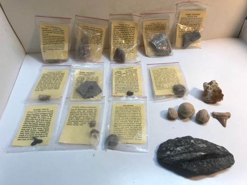 Lot Of Fossil Dinosaur Bones, fossil bones collection Packaged with discribtion