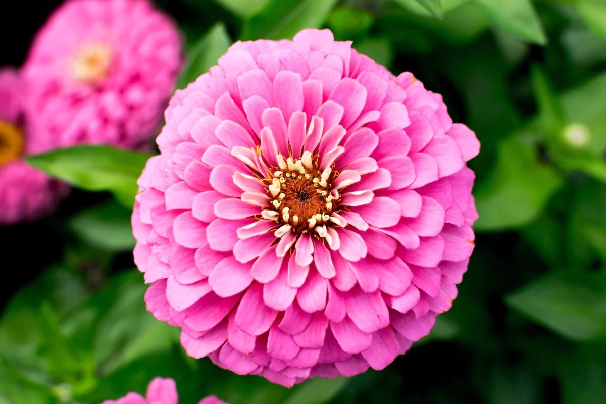 Strawberry Cream Mix Zinnia Flower Seeds Falak Tayyeb Platinum
