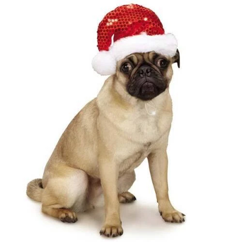 Aria M Dog Clothing & Shoes