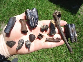 FLORIDA FOSSIL TOOTH COLLECTION TEETH FOSSILS BONES MAMMAL ICE AGE EXTINCT SKULL