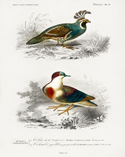 California Quail & Blood-Patch Dove Poster Wall Art - 12X16/16X20/18X24/24X36