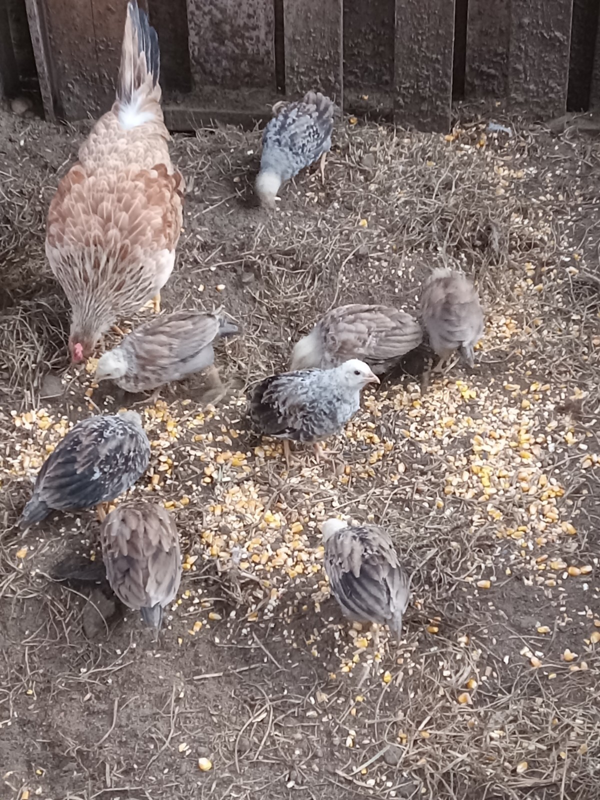 SPECIAL!!! 8 Law Greys 4 Stags and 4 PulletsFowl chicken hatching eggs