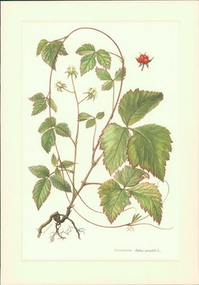Kunstdruck - Offsetdruck. Pomologie. Steinbeere - Rubus saxatilis L. Farboffsetd
