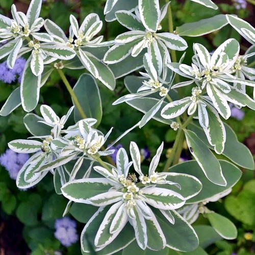 WEISSRAND-WOLFSMILCH Euphorbia marginata 20+ Samen einjährige Zierpflanze Z 203