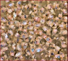 5k Daphnia Magna (Clean Indoor Culture) !BUY2GET3!