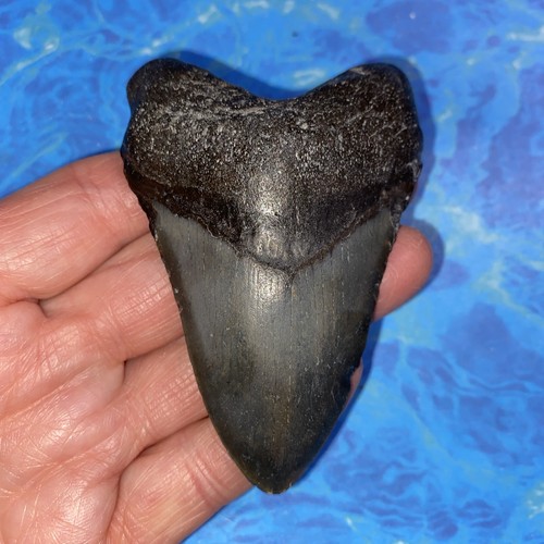 MEGALODON SHARK TOOTH 3.46” HUGE TEETH MEG SCUBA DIVER DIRECT FOSSIL NC 4289
