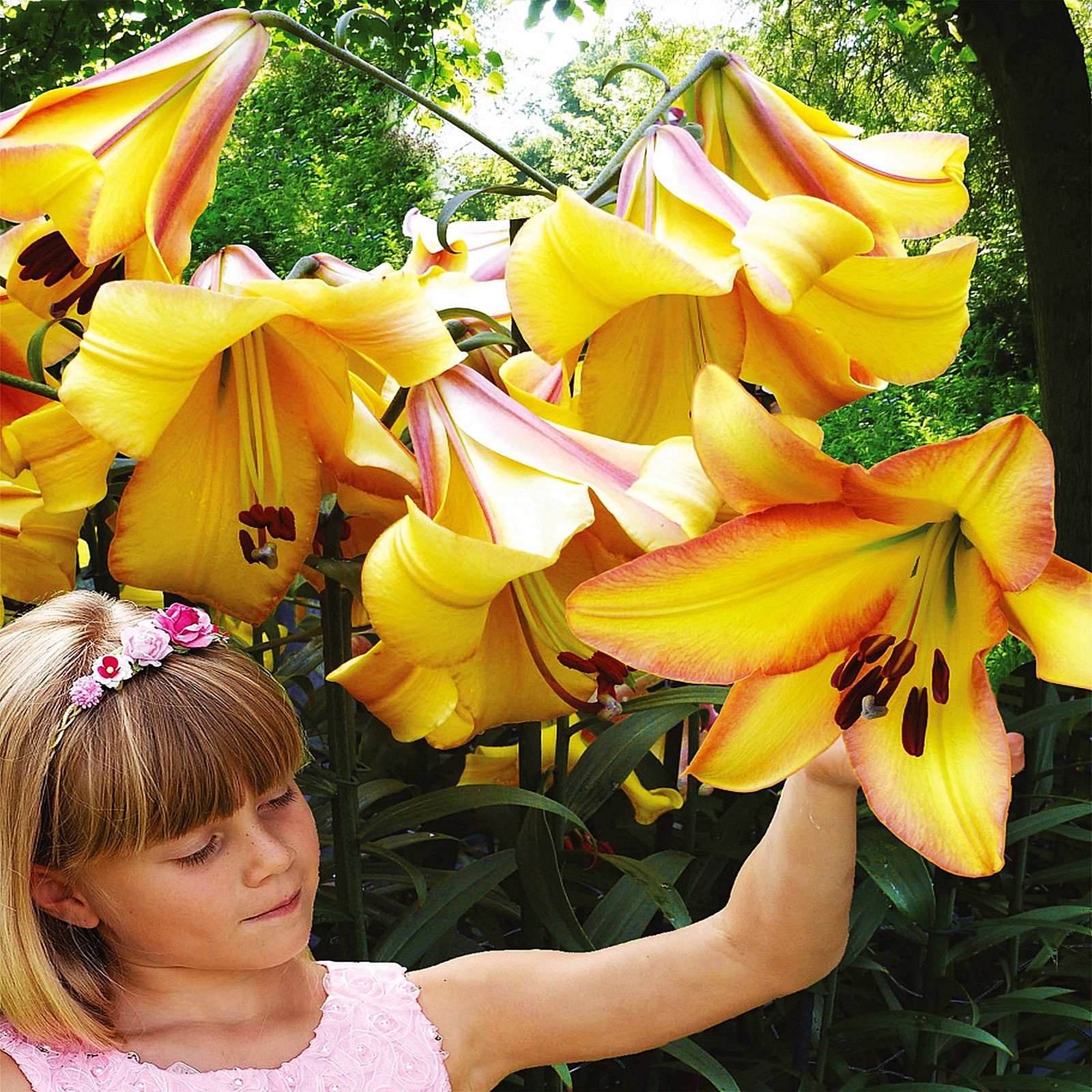 Lilien Blumenzwiebeln Zwiebeln Blumen Baumlilie Rising Moon 1 St.