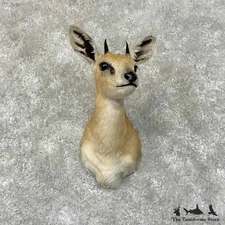 #31305 EL | Sharpe's Grysbok Taxidermy Shoulder Head Mount For Sale