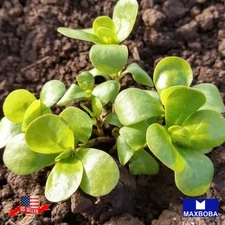 800 Purslane Seeds -Green Non-GMO Heirloom Vegetable