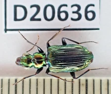 D20636. Insects, Carabidae sp. Vietnam Central