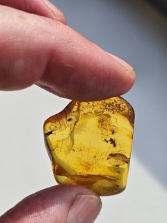 IK036 nordischer Bernstein mit Inklusen INSEKTEN Original