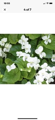 20 Wild White Violets
