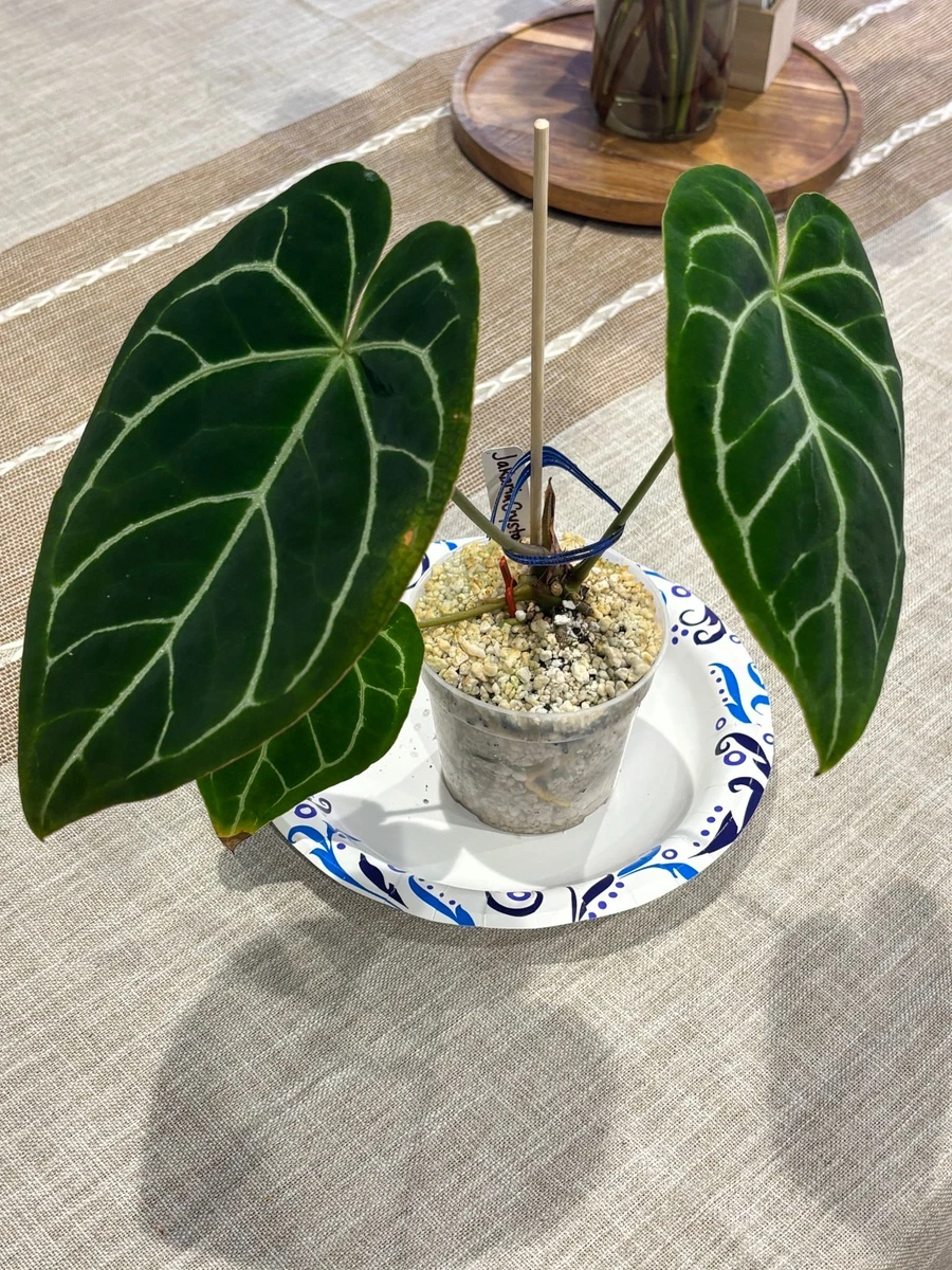 levitating bonsai tree Levitating Air-Floating Bonsai Pot main image 1