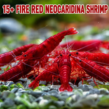 15 Fire Red Neocaridina Shrimp Live Guarantee Freshwater Aquarium Beginner