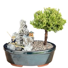 UprightJuniper Bonsai Tree Stone Landscape Scene 6"H Juniper Procumbens Nana