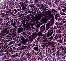 Soft Branching Coralline Algae Frag 1"- 2” Great For Seeding Coralline Reef Tank