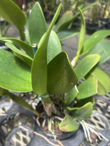 Cattleya Hausserman’ Gala Jade In Spike 🌺 - Picture 2 of 3