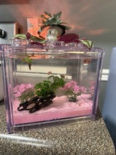 COTTON CANDY RAMSHORN SNAIL  NANO TANK KIT ????