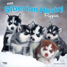Siberian Husky Puppies | 2026 12x24" (Hanging) Wall Calendar | Plastic-Free