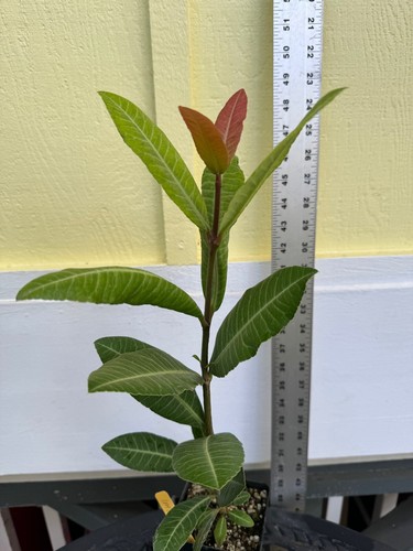 ~IMBE~ BIGGER BEST FRUIT TREE garcinia LIVINGSTONEI AFRICAN MANGOSTEEN med plant - Picture 10 of 13