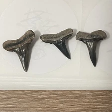 Shark Tooth Lot Golden Beach Lemons