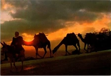 Postcard Vintage Camels Caravan At Sunrise Rajasthan India #3478