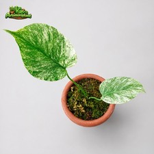 Monstera Devil Monster Variegated Indoor Free Phyto