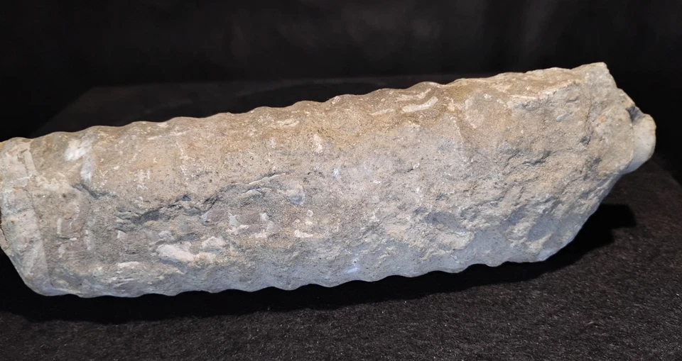 Rare Giant Well Preserved Actinoceras Cephalopod 9" - Image 4 of 4