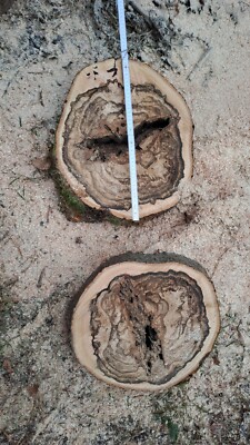 Holzscheibe Buche tolle Optik Baumscheibe Tischplatte ca 42x4cm frisch sägerauh