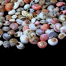 Tiny Swirl Conch Shells Natural Sea Shell approx.800 pc 1/2 Pound