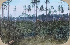 1937, Station #23, Osceola National Forest, Magic Lantern Glass Slide