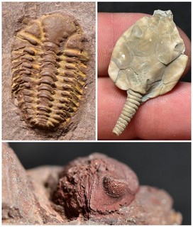 LOT of 3! Ovalocephalus (China) Pleurocysties (Canada) and Phacops (France)