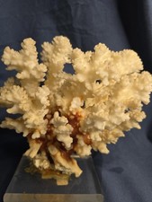 Rara scultura decorativa vintage barriera corallina bianca naturale su base trasparente