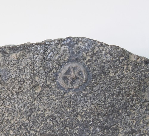 Edrioasteroidea, Isorophusella incondita, Ordovizium, Ontario, Kanada -x538 - Picture 3 of 5
