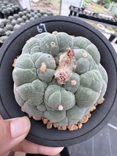 Wyprzedaż rzadkie kaktusy L F WYSIWYG Samozakorzenione butikowe dekoracje ogrodowe średnica 6,7cm