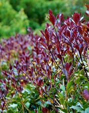 Osmanthus Heterophyllus Purple Holly Olive  - XXL Large 3Lt