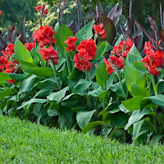 RED CANNA LILY INDICA SEEDS INDIAN SHOT Arrowroot Flowers Attracts Hummingbirds - Image 3 of 4