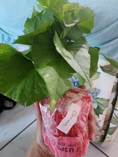 3 Plants In A Cup - Okinawa Japanese Purple Sweet Potato Plants 🪴 