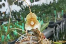 Rare Dracula hirsuta `yellow` orchid plant FS / Monkey face orchid  not in bloom