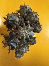 Succulent Cactus Living Plant Euphorbia Horrida home potted 